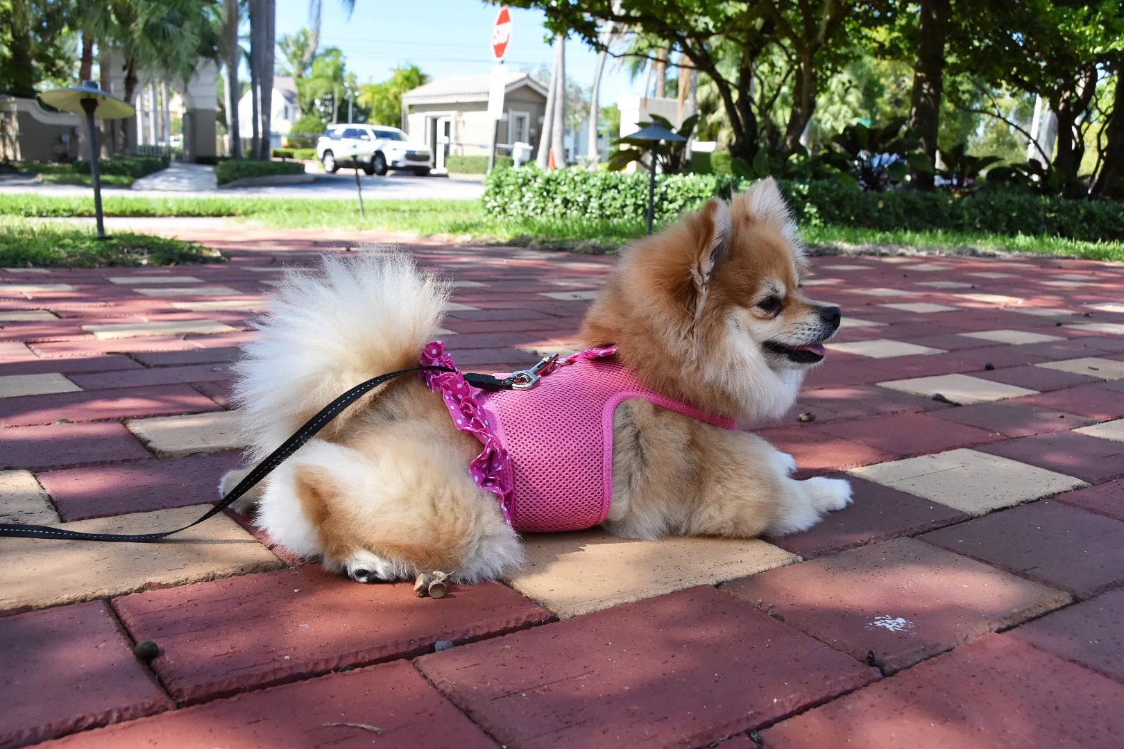 Polka Dot Harness Dress, Pink